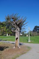 Besuch des Golden Gate Parks in San Francisco