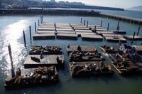 Pier 39 in San Francisco