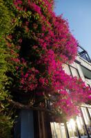 Lombard Street in San Francisco