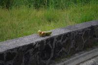 Rückfahrt zum Zentrum und Fortsetzung der Stadtrundfahrt durch Honolulu