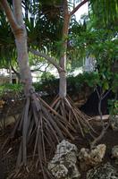 Rückfahrt zum Zentrum und Fortsetzung der Stadtrundfahrt durch Honolulu