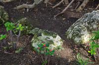 Rückfahrt zum Zentrum und Fortsetzung der Stadtrundfahrt durch Honolulu