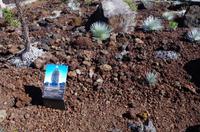 Ausflug OGG01 mit NCL zum Haleakala Krater auf Maui