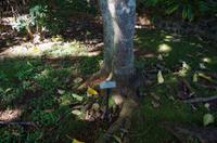 Individuelle Inselrundfahrt Maui mit allen Gästen im Taxi