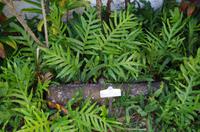 Individuelle Inselrundfahrt Maui mit allen Gästen im Taxi