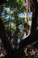 Individuelle Inselrundfahrt Maui mit allen Gästen im Taxi