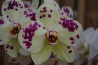 Ausflug ITO03 mit NCL 