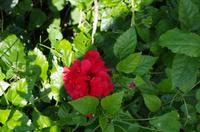 Ausflug KOA45 mit NCL 