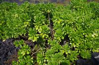 Ausflug KOA45 mit NCL 