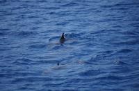 Ausflug KOA45 mit NCL 