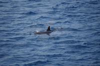 Ausflug KOA45 mit NCL 