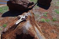 Individuelle Fahrt mit einigen Gästen zum Weimea Canyon auf Kauai im Taxi