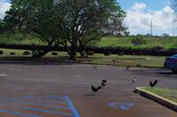Individuelle Fahrt mit einigen Gästen zum Weimea Canyon auf Kauai im Taxi