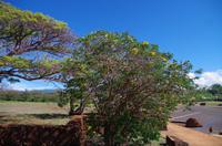 Individuelle Fahrt mit einigen Gästen zum Weimea Canyon auf Kauai im Taxi