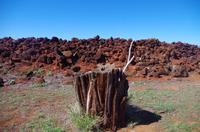 Individuelle Fahrt mit einigen Gästen zum Weimea Canyon auf Kauai im Taxi