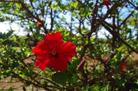 Individuelle Fahrt mit einigen Gästen zum Weimea Canyon auf Kauai im Taxi