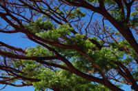 Individuelle Fahrt mit einigen Gästen zum Weimea Canyon auf Kauai im Taxi