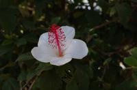 Individuelle Fahrt mit einigen Gästen zum Weimea Canyon auf Kauai im Taxi