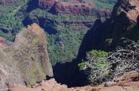 Individuelle Fahrt mit einigen Gästen zum Weimea Canyon auf Kauai im Taxi