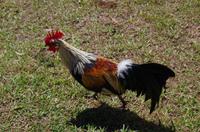 Individuelle Fahrt mit einigen Gästen zum Weimea Canyon auf Kauai im Taxi