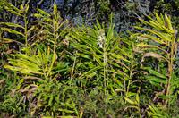 Individuelle Fahrt mit einigen Gästen zum Weimea Canyon auf Kauai im Taxi