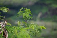 Individuelle Fahrt mit einigen Gästen zum Weimea Canyon auf Kauai im Taxi