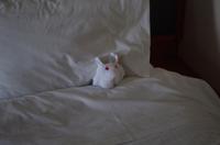 Handtuch-Plüschtier 