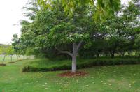 Besuch des Diamond Head in Honolulu auf O'ahu