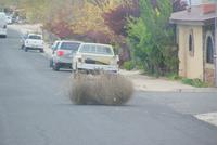 Historisches Seligman mit vielen Kuriositäten