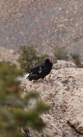 Condor im Grand Canyon