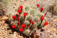 Arches National Park