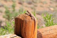 Arches National Park