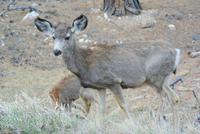 Mulihirsche im Bryce Canyon
