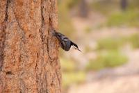 Chris würde sagen: ein Vogel! 