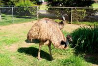 Emus bei Merced Fruit Barn