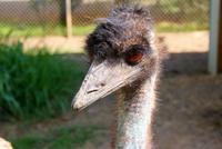 Emus bei Merced Fruit Barn