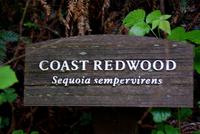 Die Mammutbäume im Muir Woods Nationalpark