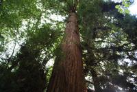 Die Mammutbäume im Muir Woods Nationalpark
