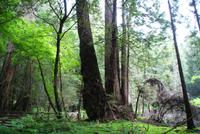 Die Mammutbäume im Muir Woods Nationalpark