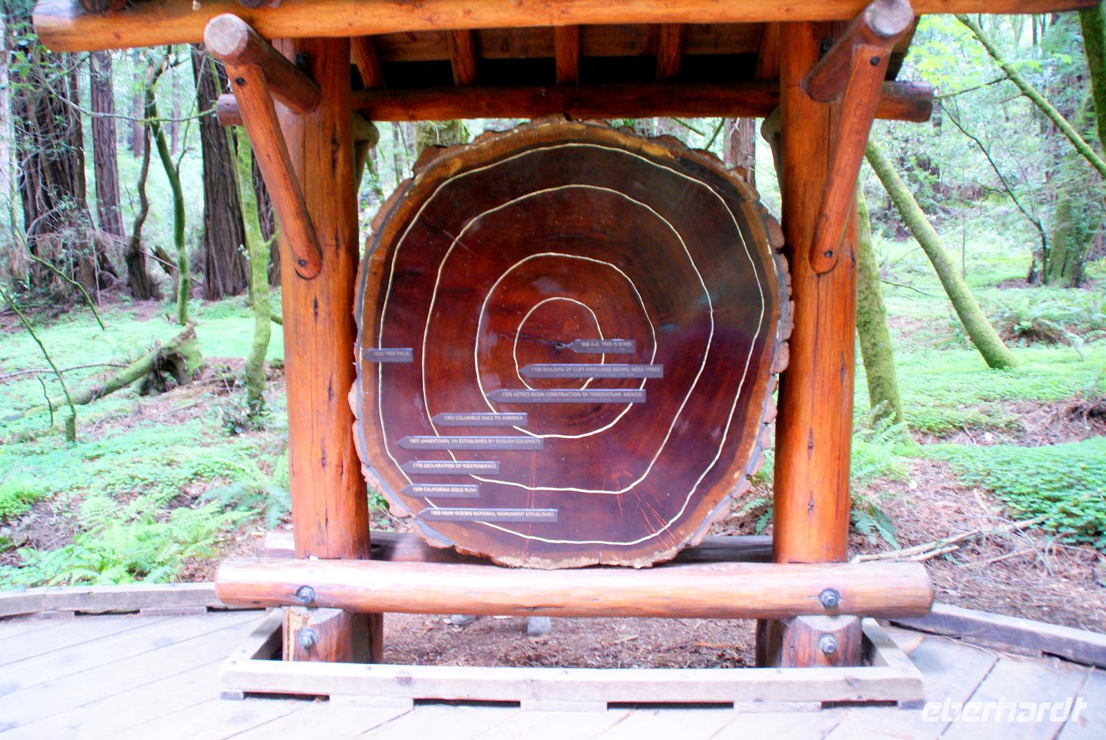 Die Mammutbäume im Muir Woods Nationalpark