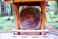 Die Mammutbäume im Muir Woods Nationalpark