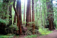 Die Mammutbäume im Muir Woods Nationalpark