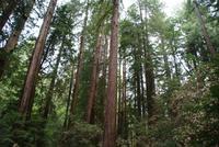 Die Mammutbäume im Muir Woods Nationalpark