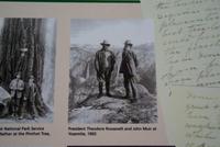 Theodore Roosevelt und John Muir im Muir Woods Nationalpark