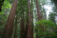 Die Mammutbäume im Muir Woods Nationalpark