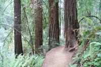 Wanderung im Muir Woods Nationalpark