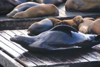 Seelöwen auf Pier 39 in San Francisco