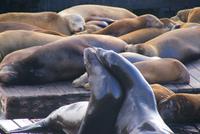 Seelöwen auf Pier 39 in San Francisco