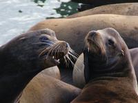 Seelöwen auf Pier 39 in San Francisco