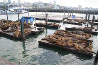 Seelöwen auf Pier 39 in San Francisco